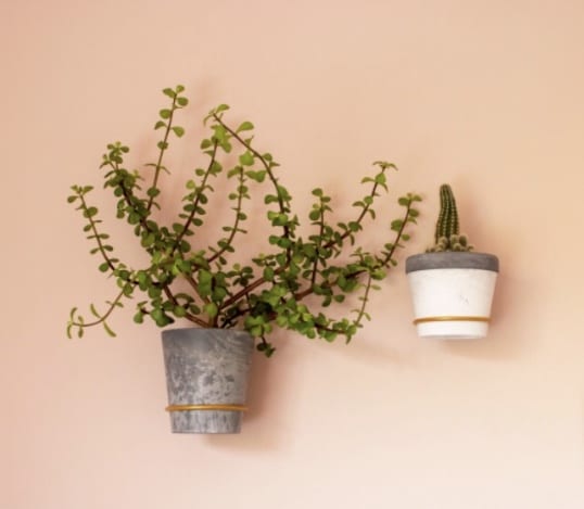 Plantwire Guld (small)